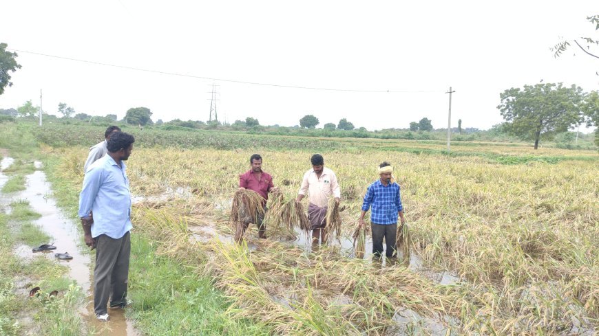 మండలంలో తుఫాన్ దెబ్బకు పంట నష్టం