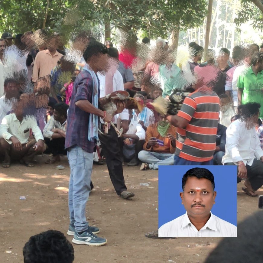 అధికారులు కోడి పందేలను నివారించేనా